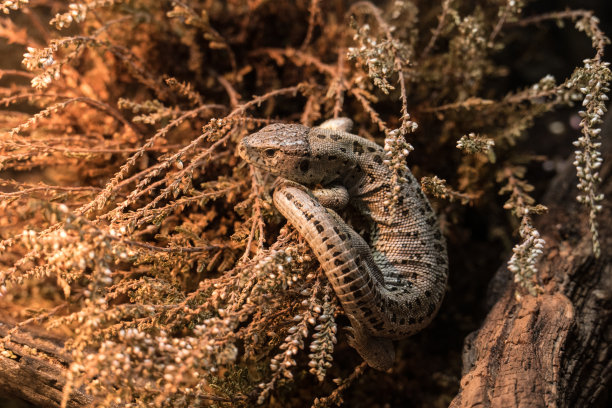 reptilia