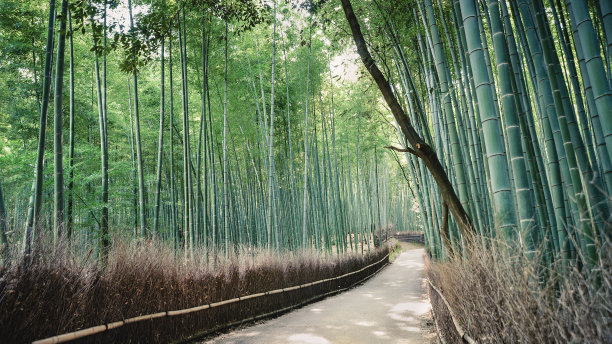 绿竹林竹林围栏