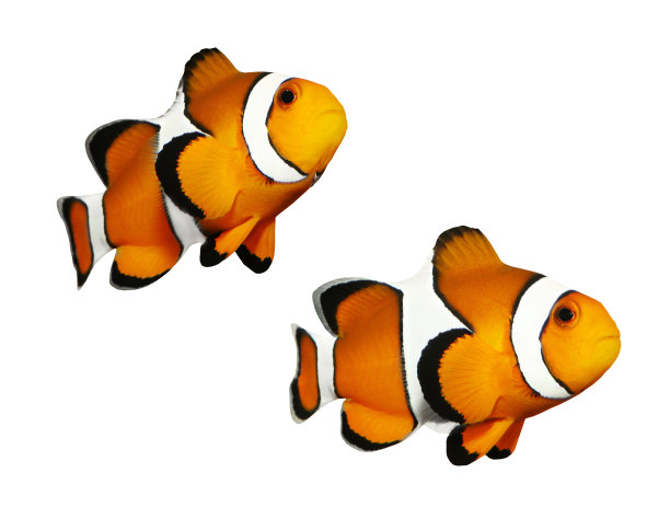anemonefish
