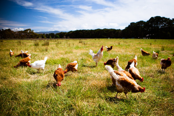 hen
