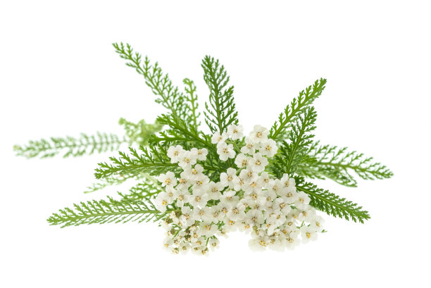 achillea