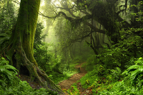 jungle