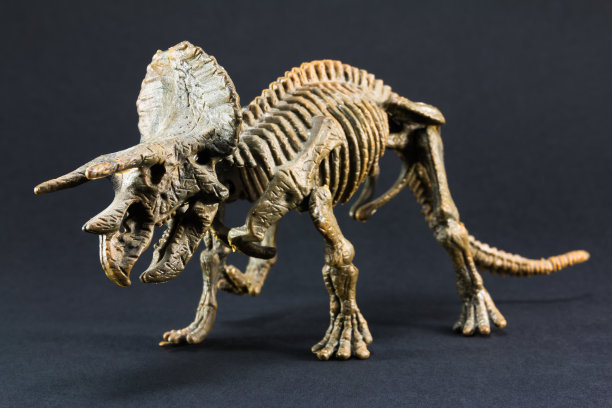 skeleton