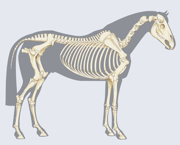 skeleton