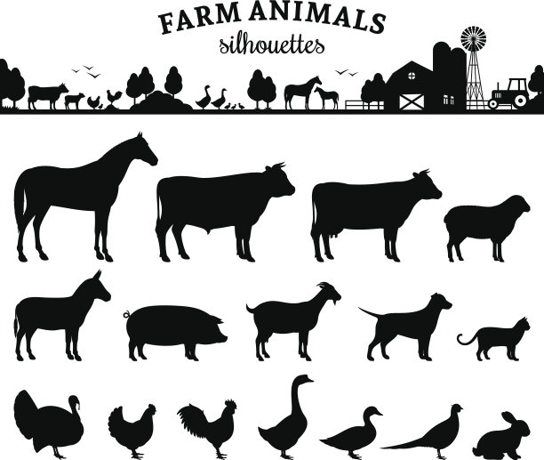 cattle