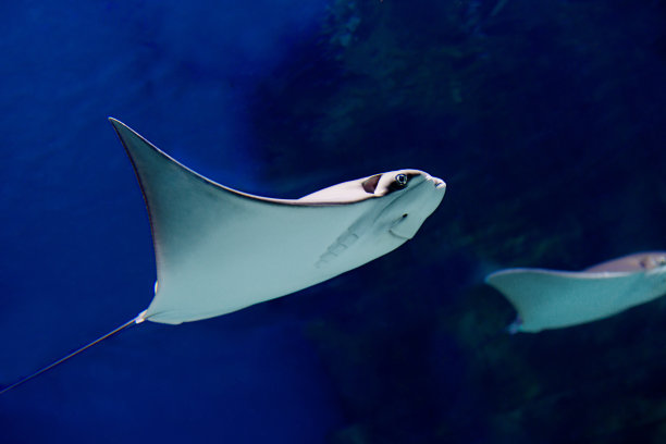stingray