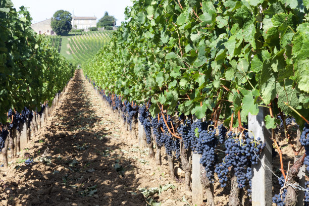 bordeaux