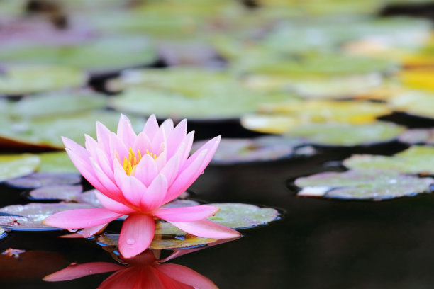 buddhist