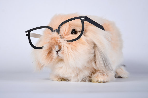 眼镜小白兔