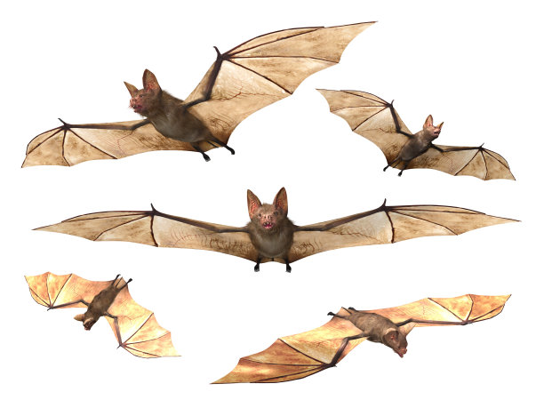 bat