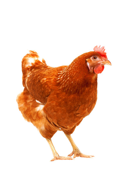 hen