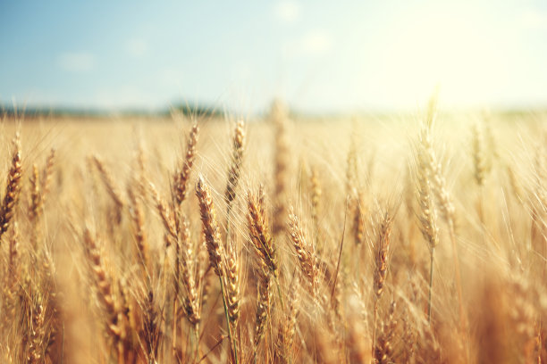 农业作物小麦