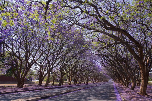jacaranda