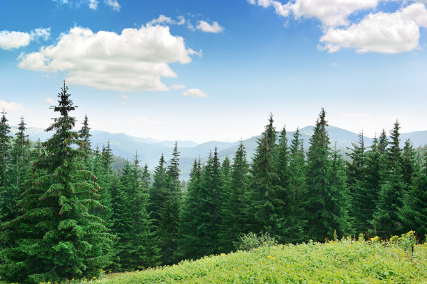 fir