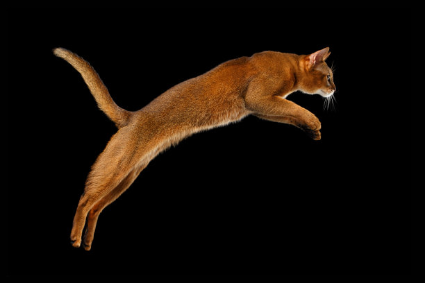 abyssinian猫