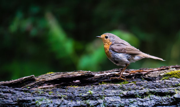 robin-chat