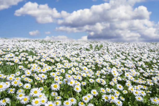 daisy