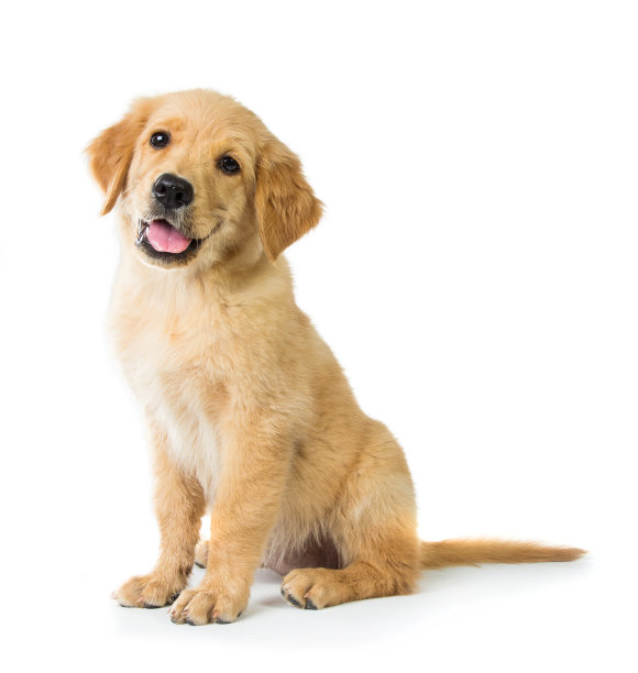 labrador