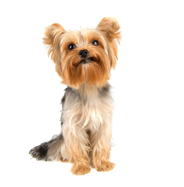 terrier