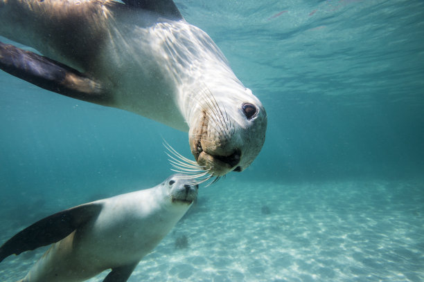 seal