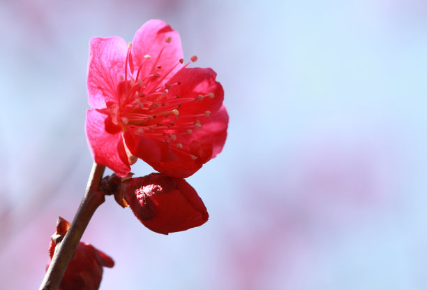 李子 桃花 风景