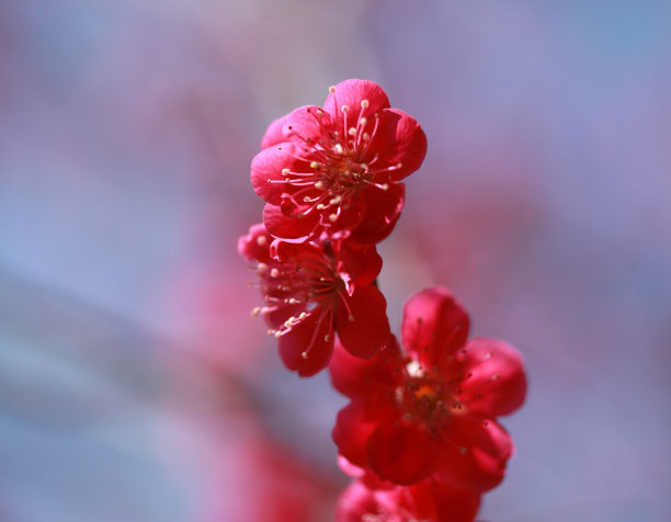 李子 桃花 风景