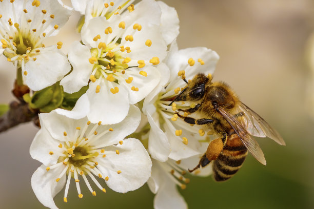 pollination