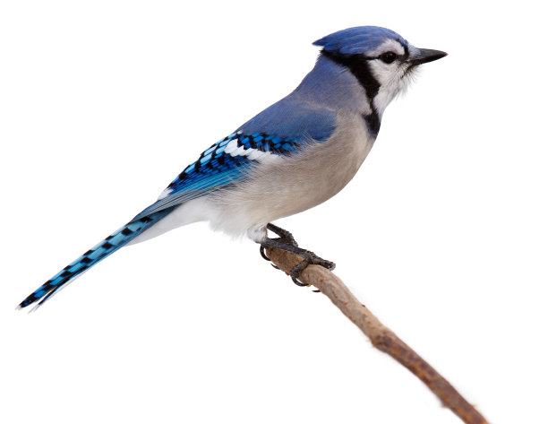 avian