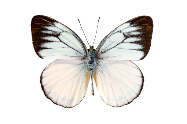 pieris