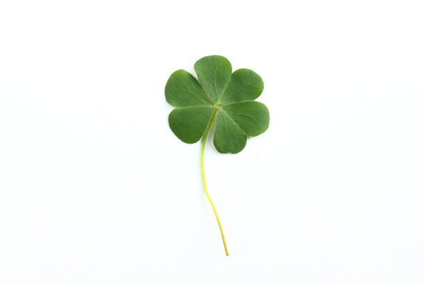 shamrock