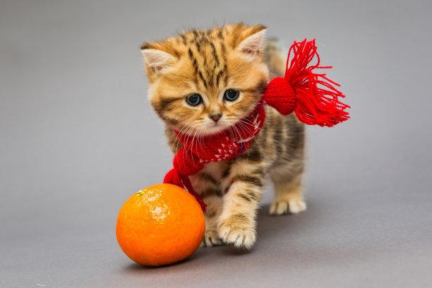 橘猫桔猫