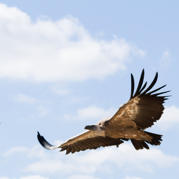 buzzard