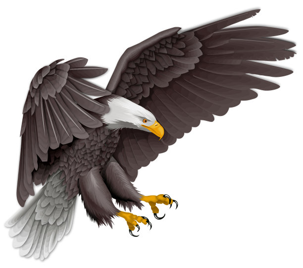 hawk
