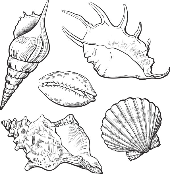 conch