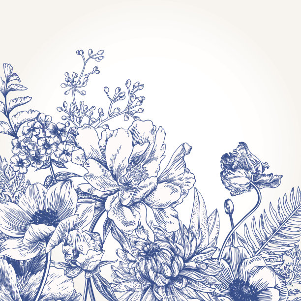 牡丹花插画