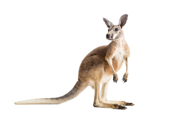 kangaroo