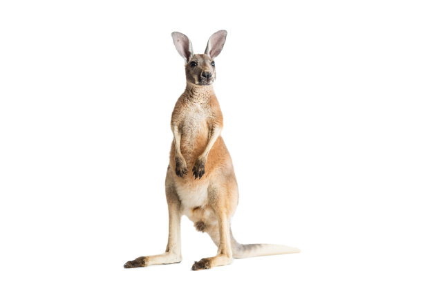 kangaroo