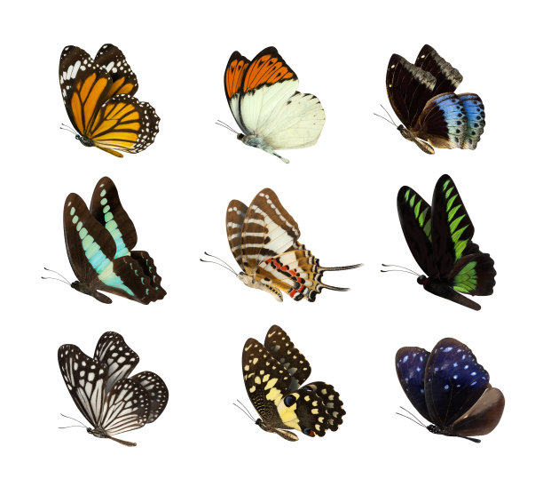 papilio