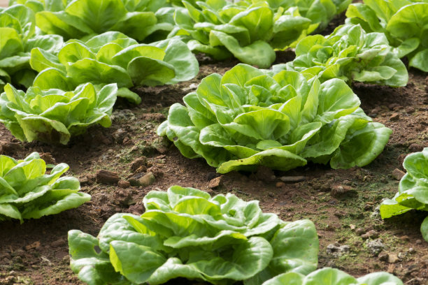 lactuca