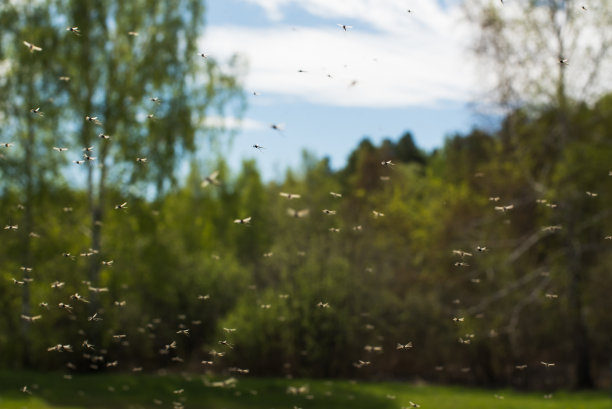 mosquito