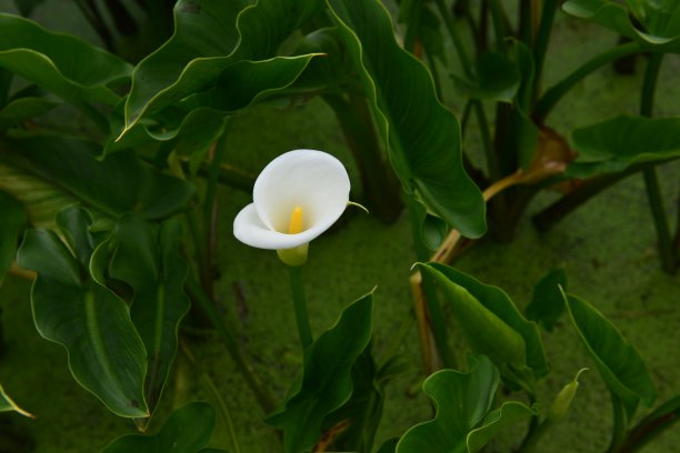 araceae