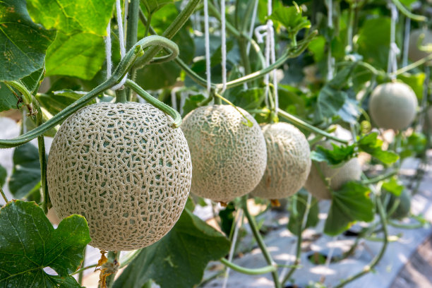 cantaloupe