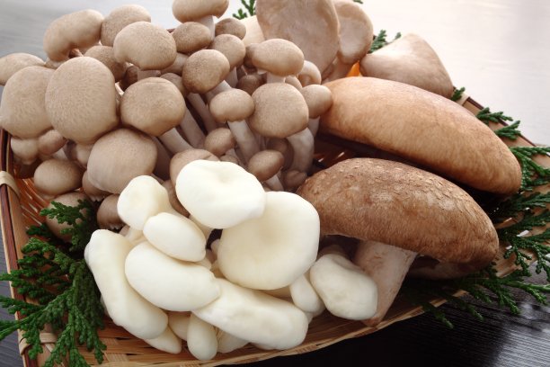mushroom