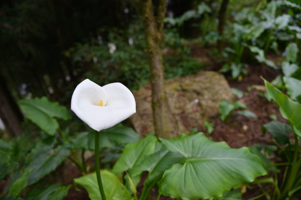 zantedeschia