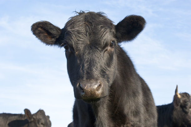 angus
