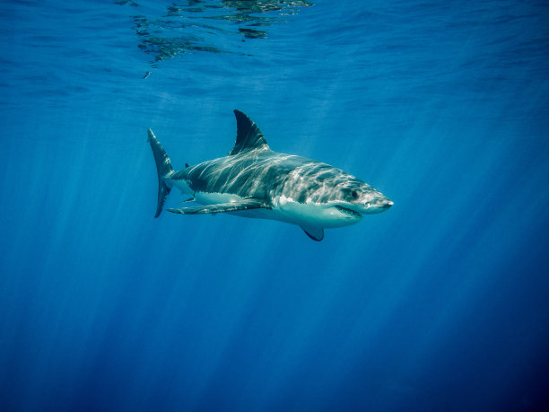shark