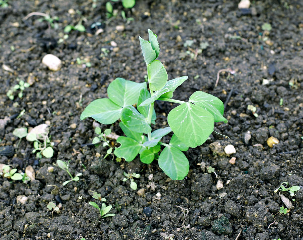 藤本豆科植物