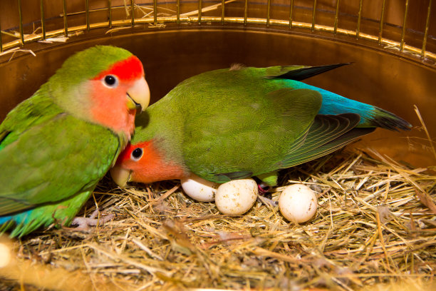 parrots