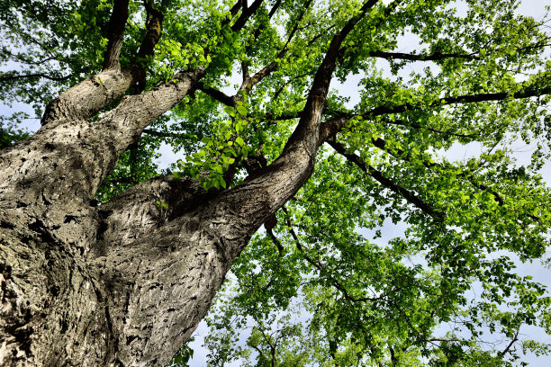 elm
