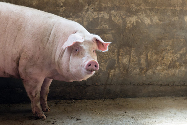 piggy